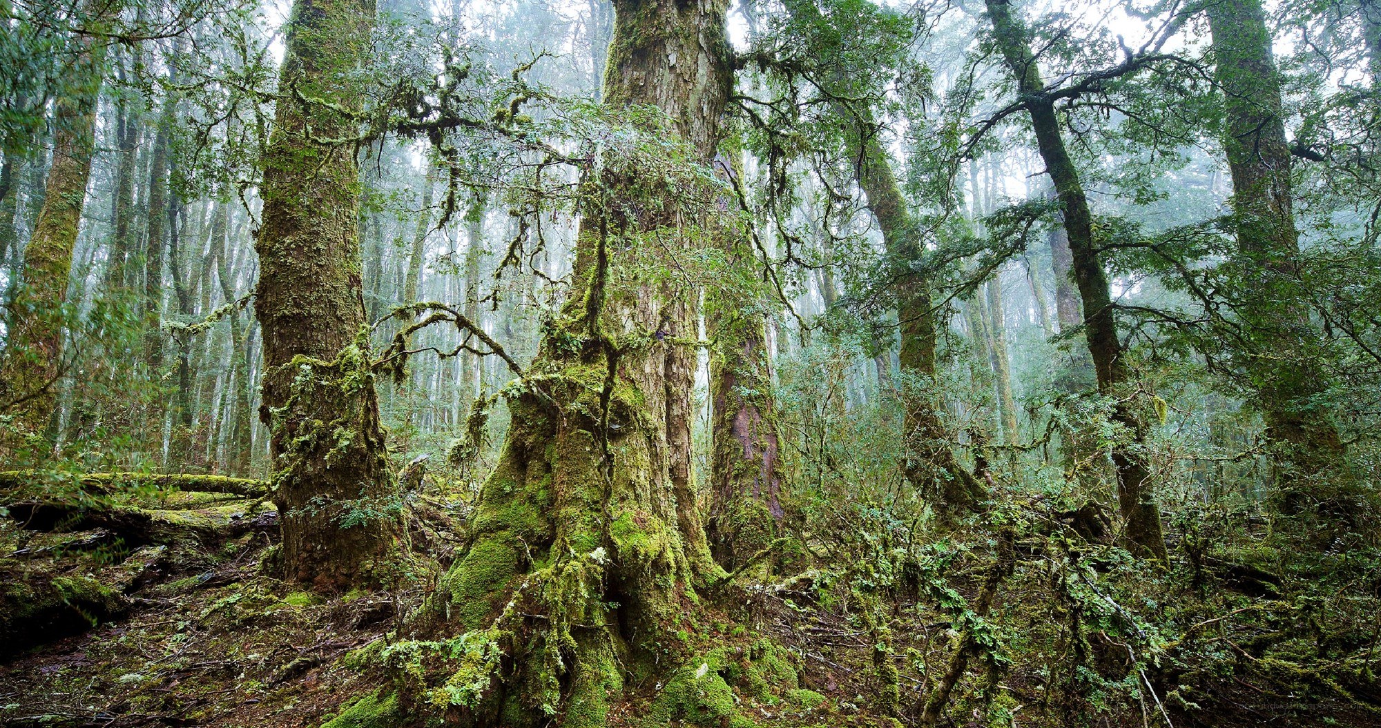 Moss-covered forest in mist