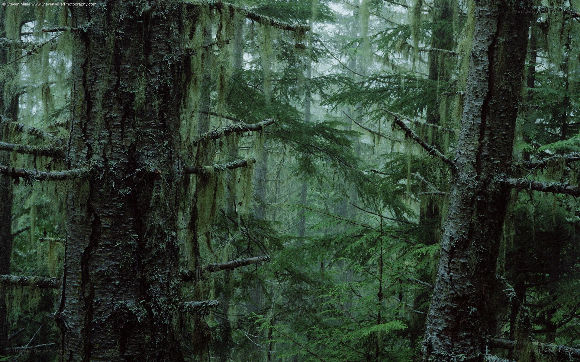 Moss-covered forest in mist