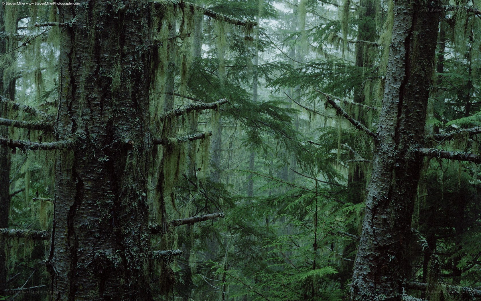 Moss-covered forest in mist