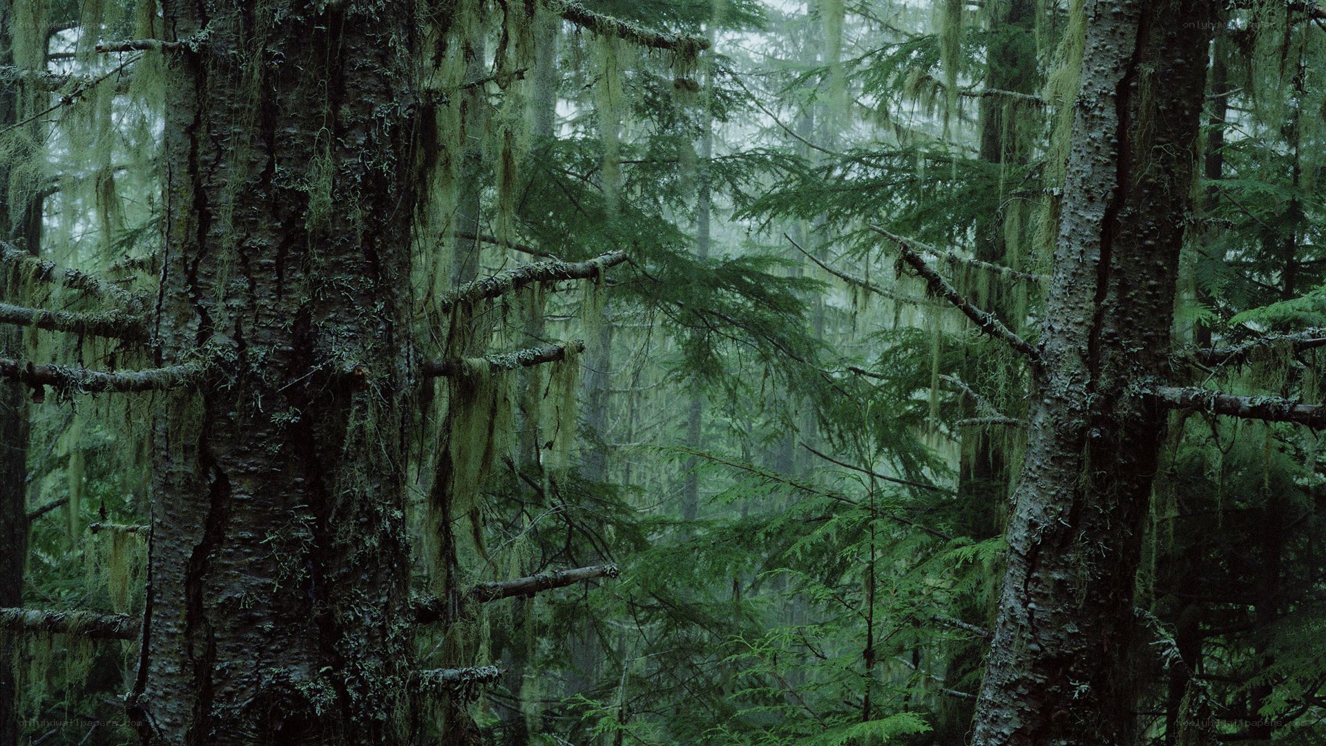 Moss-covered forest in mist