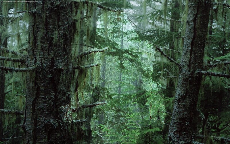 Moss-covered forest in mist