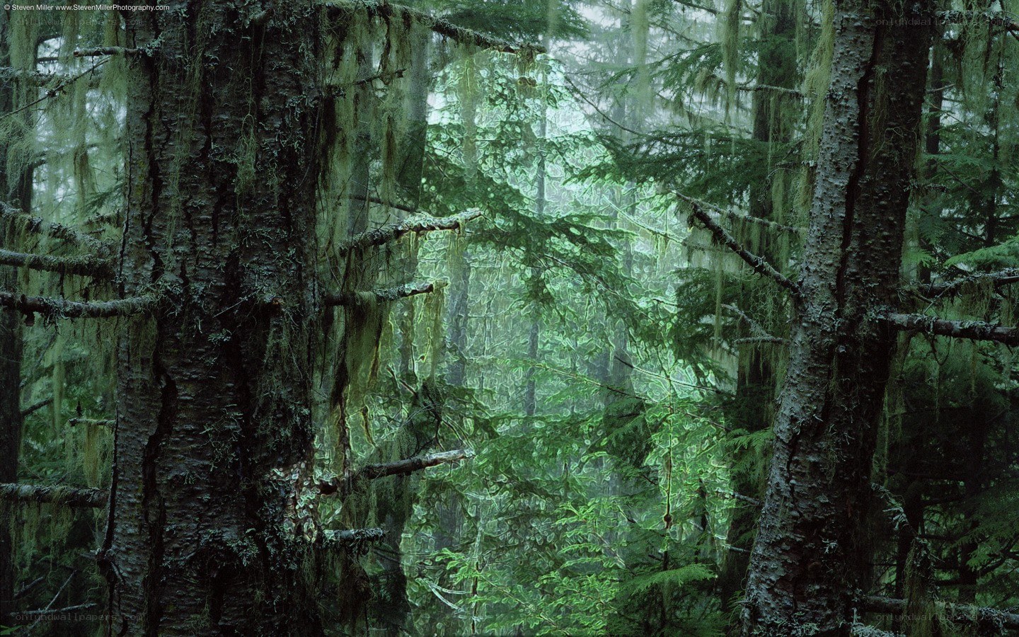 Moss-covered forest in mist