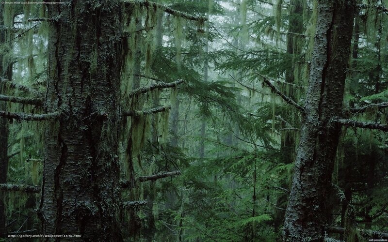Moss-covered forest in mist