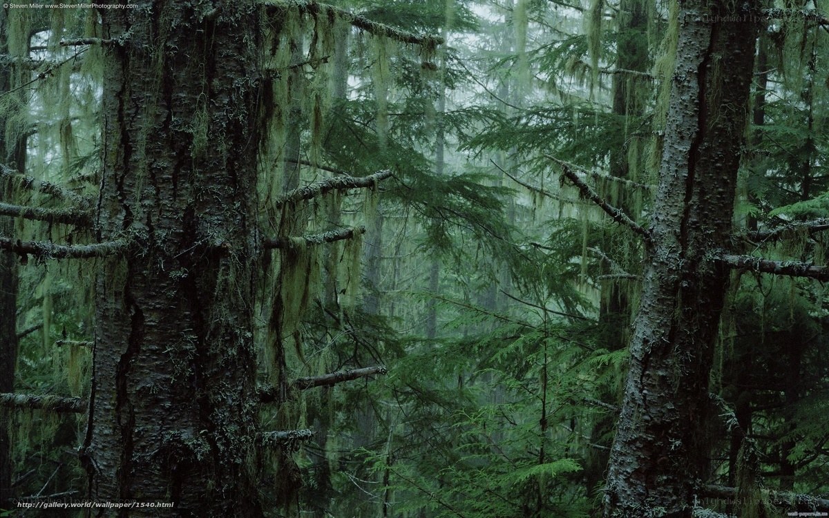 Moss-covered forest in mist