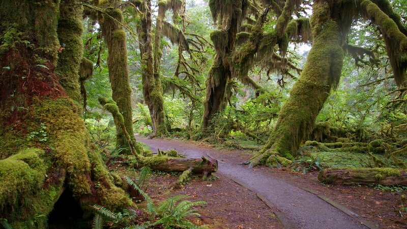 Moss-covered forest path
