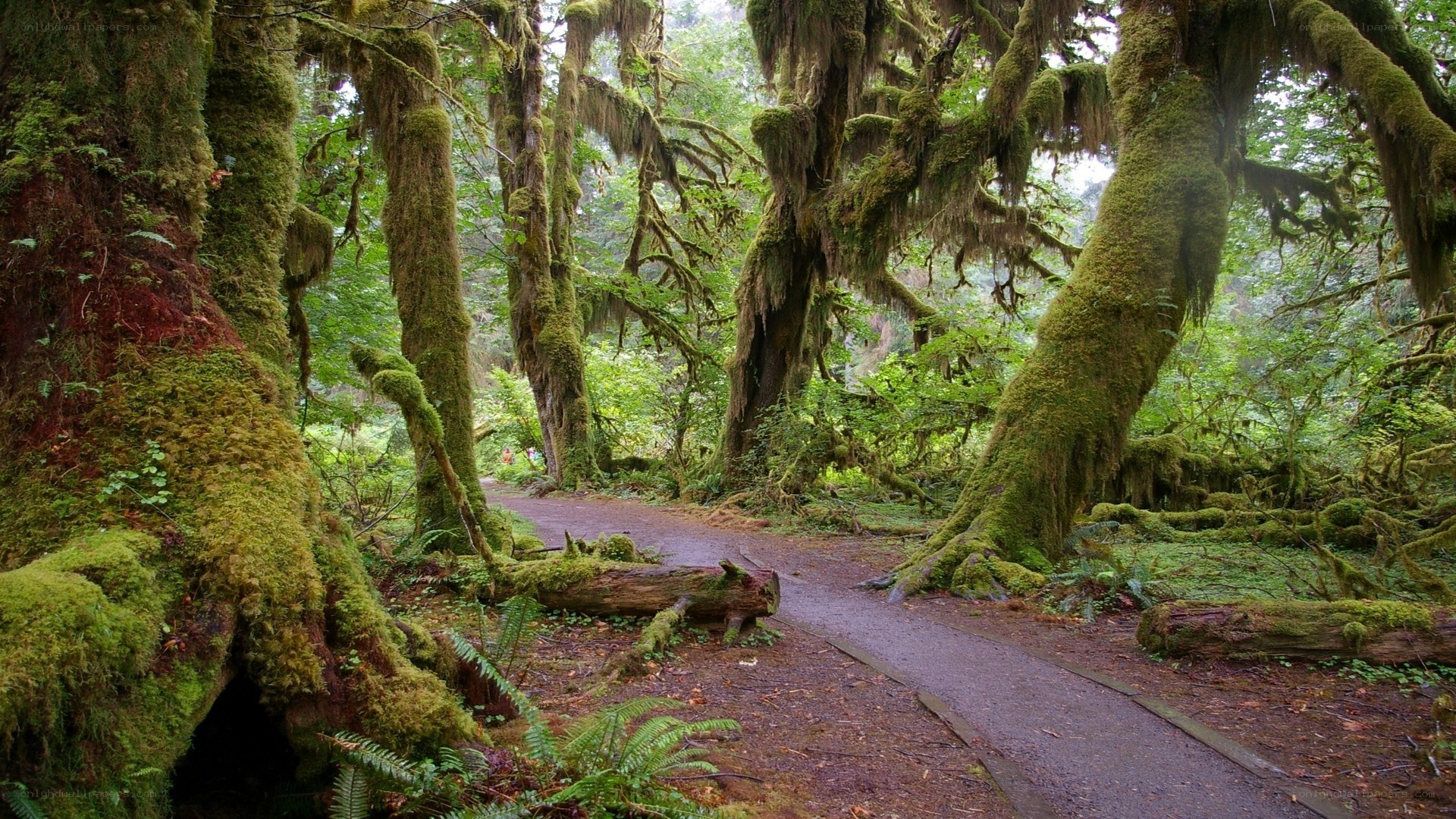 Moss-covered forest path
