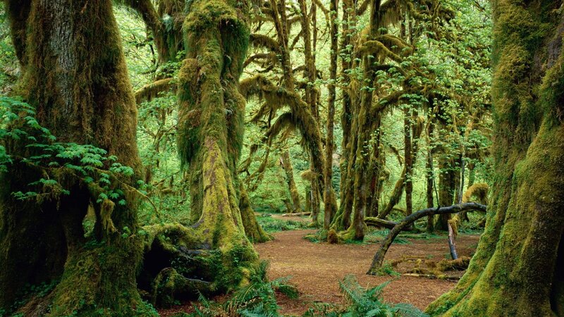 Moss-covered forest path