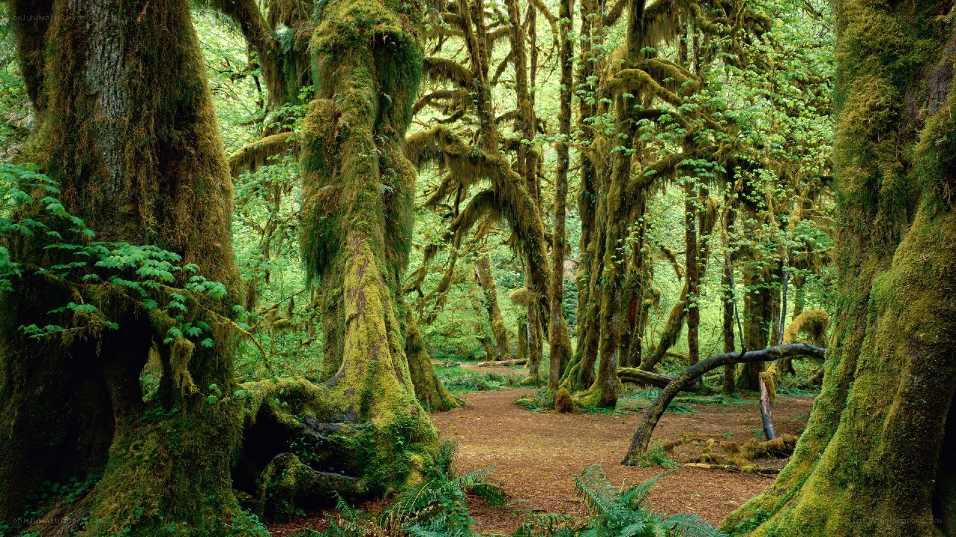 Moss-covered forest path