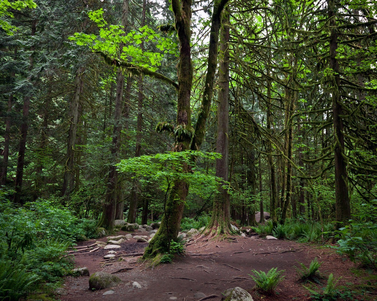 Moss-covered forest path