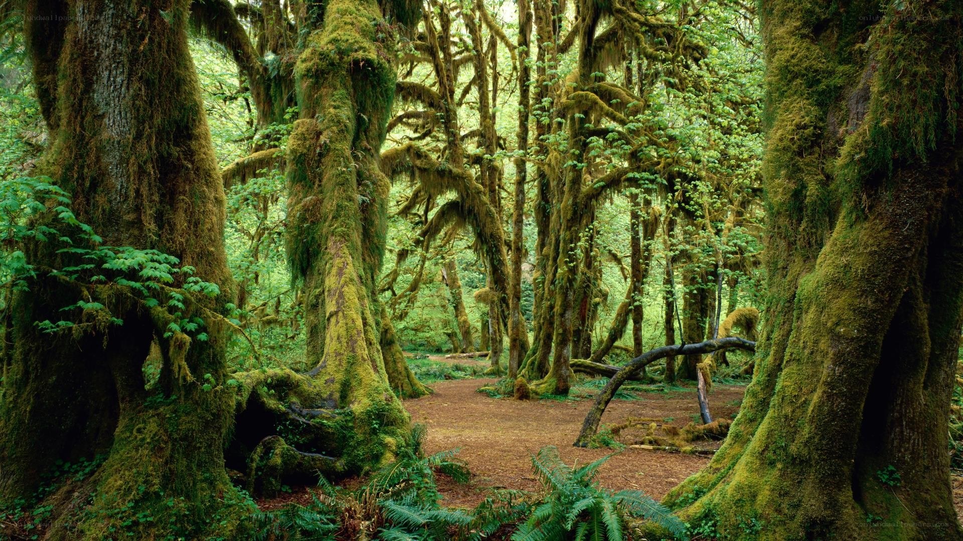 Moss-covered forest path