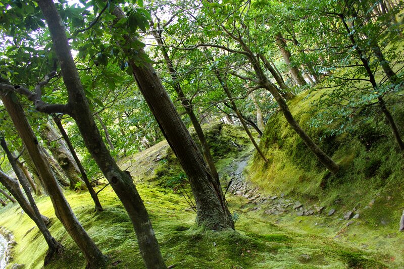 Moss-covered forest path