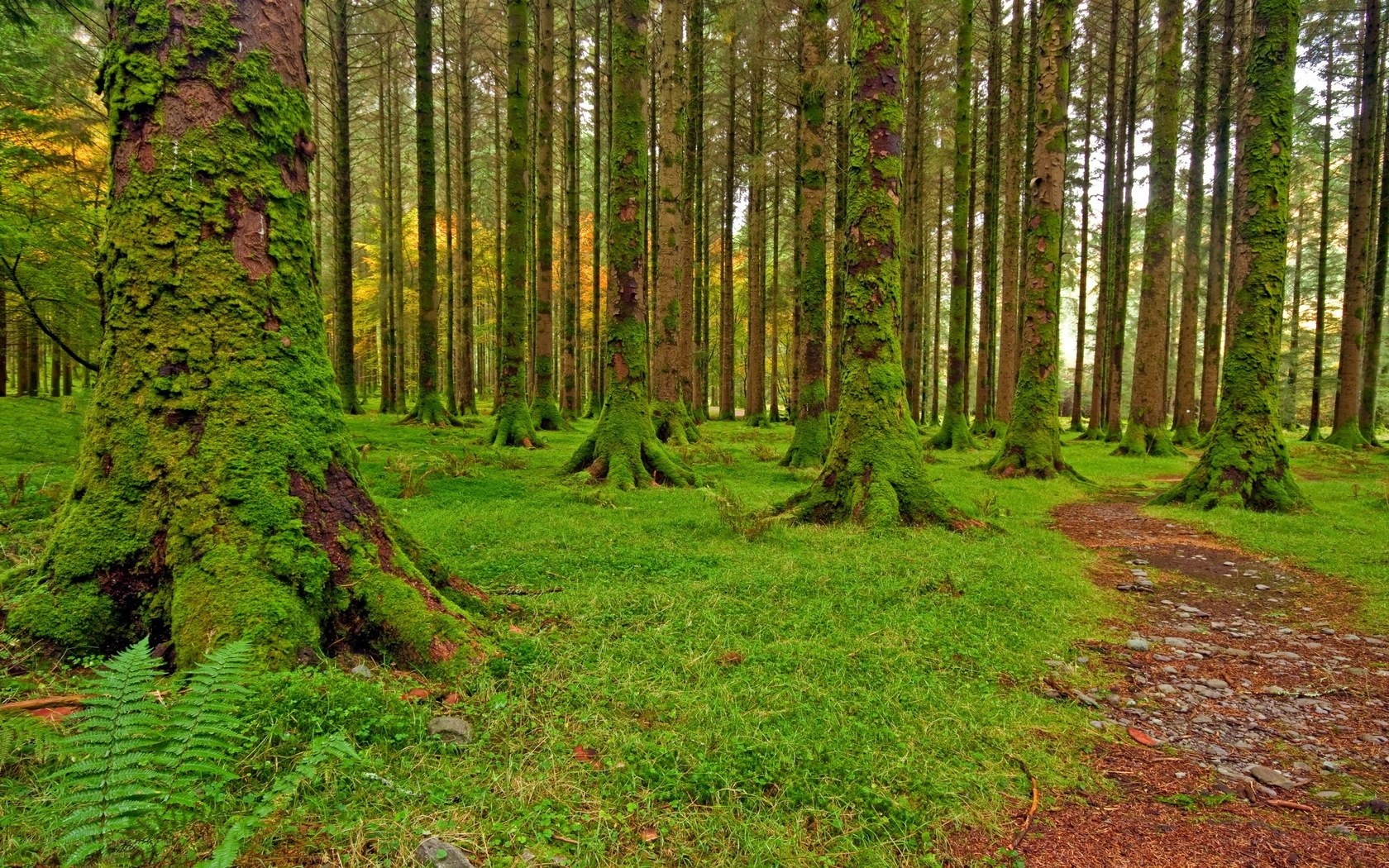Moss-covered forest path