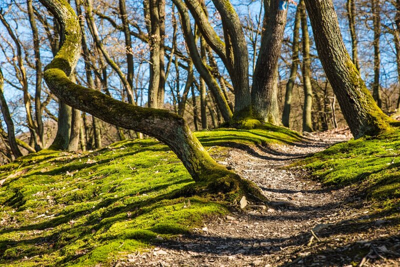 Moss-covered forest path