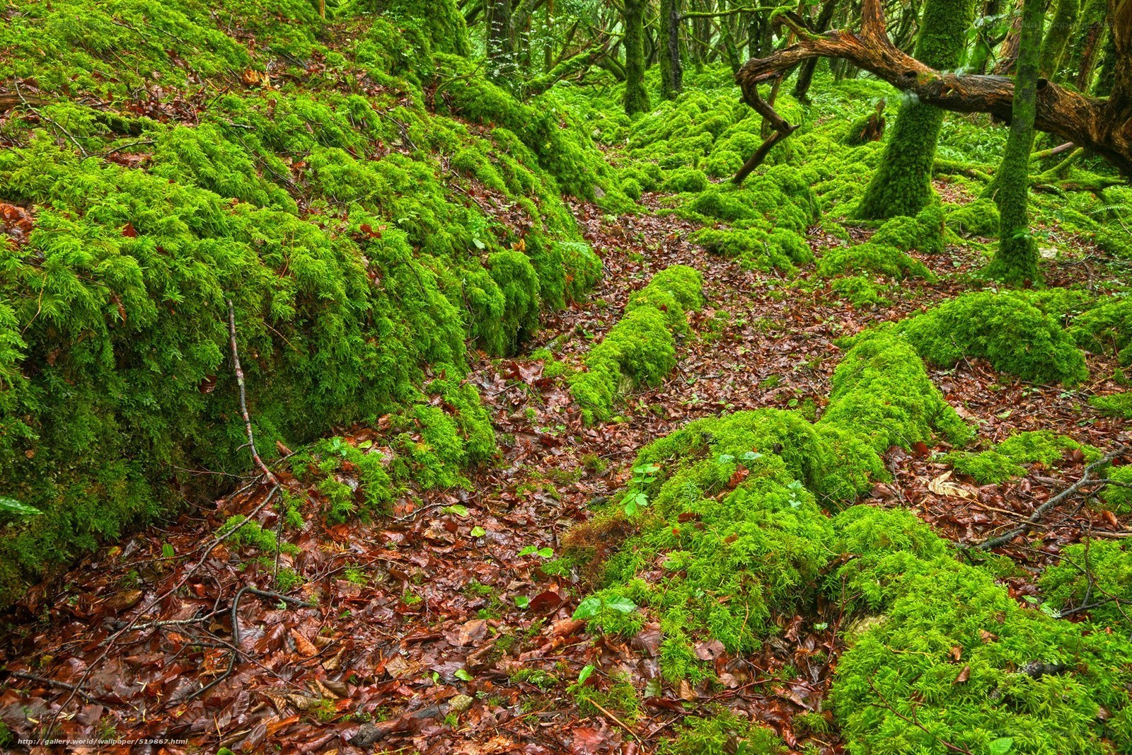 Moss-covered forest path
