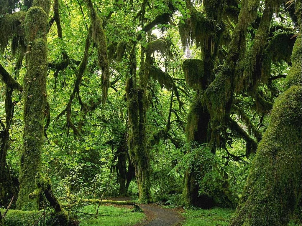 Moss-covered forest path