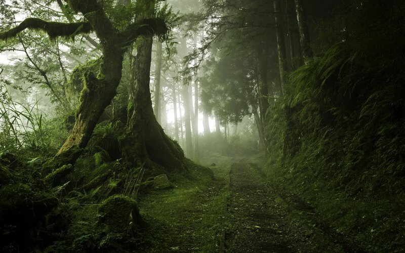 Moss-covered Forest Path — Green, Misty