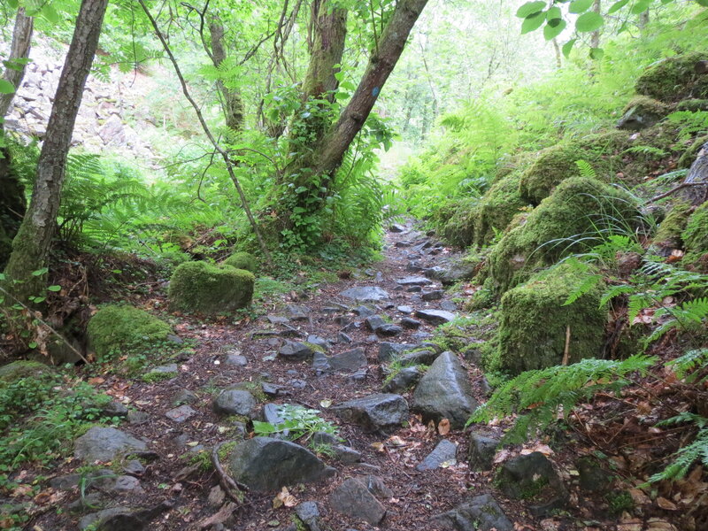 Moss-covered Forest Path — Green, Serene, Afternoon, Photograph