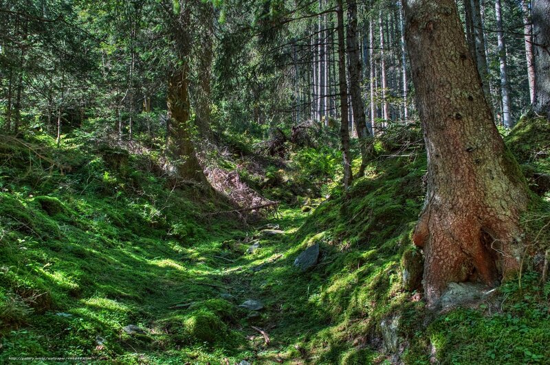 Moss-covered Forest Path — Green, Serene, Afternoon, Photograph, Trees, Moss