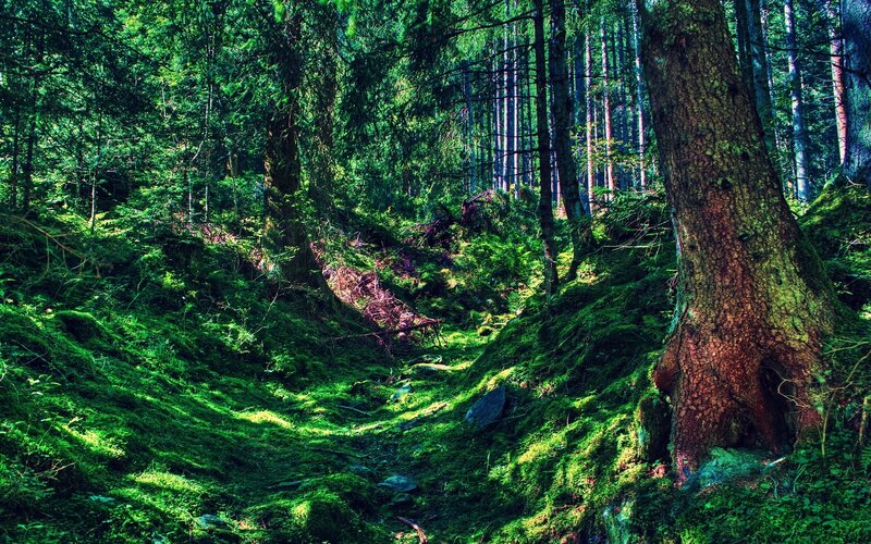 Moss-covered Forest Path — Green, Serene, Afternoon, Photograph, Trees