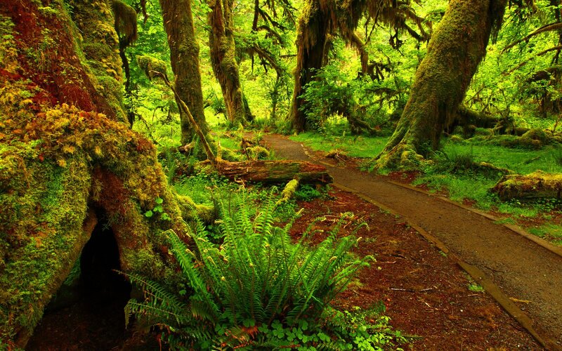 Moss-covered Forest Path — Green, Serene, Afternoon