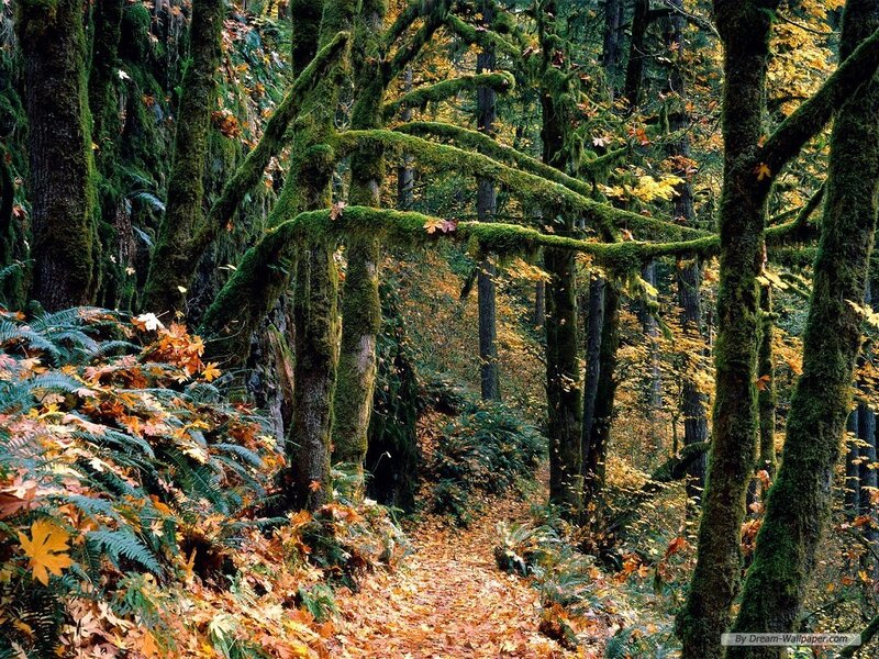 Moss-covered Forest Path — Green, Serene, Autumn