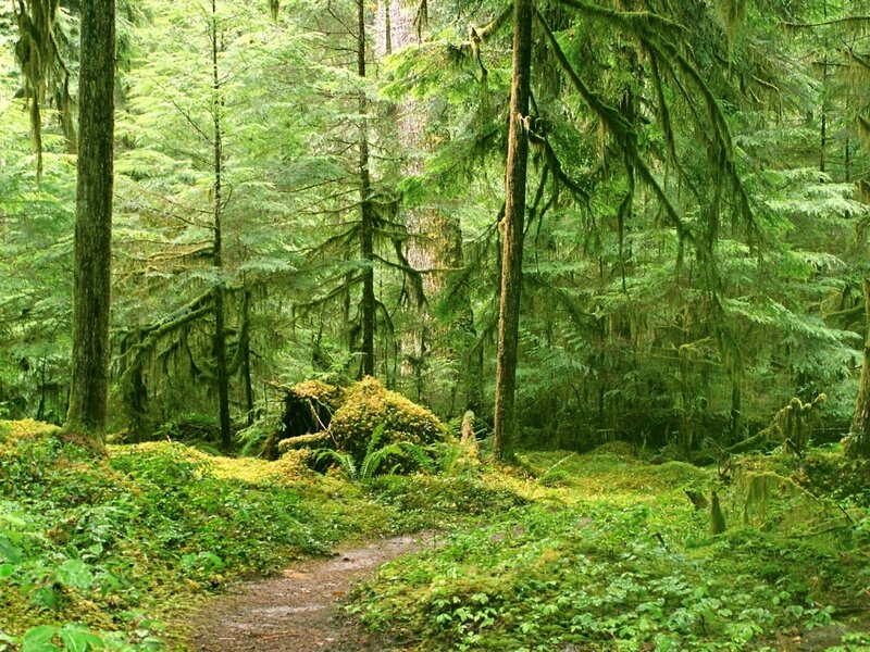 Moss-covered Forest Path — Green, Serene, Morning, Photograph, Trees, Moss, Fern