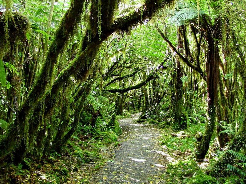Moss-covered Forest Path — Green, Serene, Morning, Photograph, Trees, Moss, Ferns