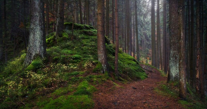 Moss-covered Forest Path — Green, Serene, Morning, Photograph, Trees, Moss