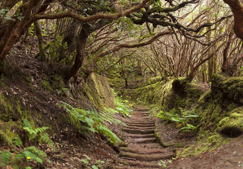 Moss-covered Forest Path — Green, Serene, Morning, Photograph, Trees