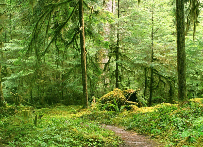 Moss-covered Forest Path — Green, Serene, Morning