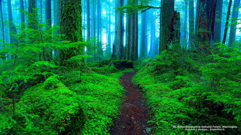 Moss-covered Forest Path — Green, Serene, Photograph