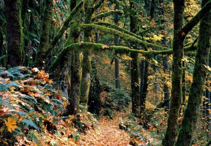 Moss-covered Forest Path — Green, Serene