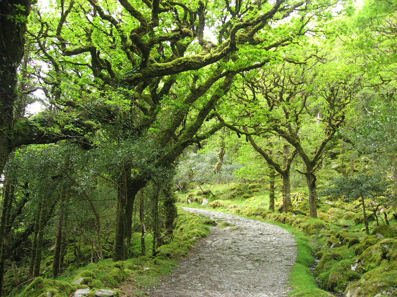 Moss-covered Forest Path — Green