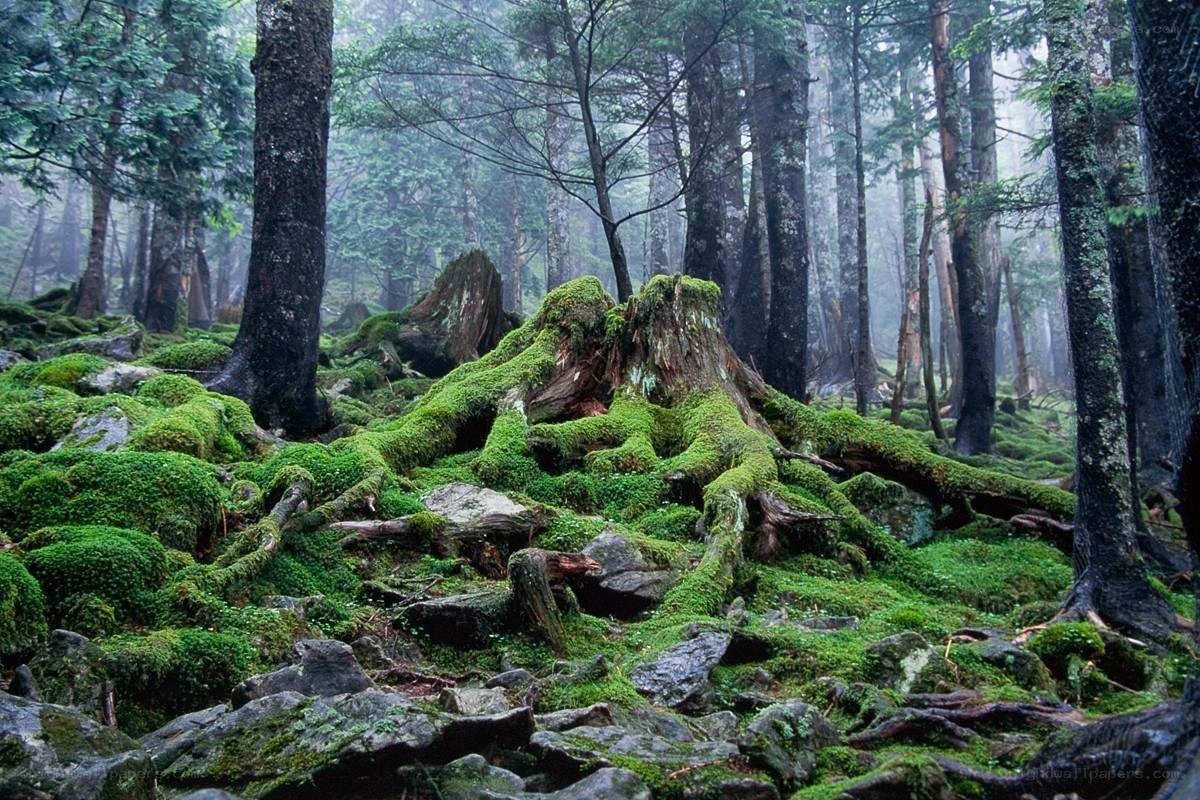 Moss-covered forest roots