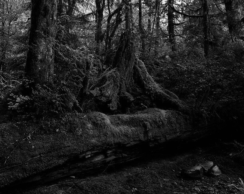 moss-covered forest roots