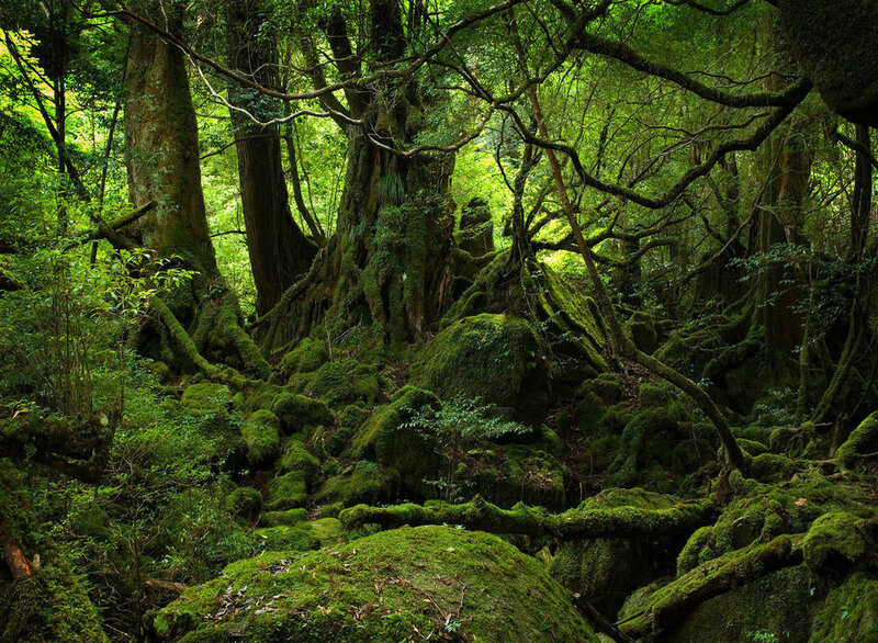 Moss-covered Forest Roots — Green
