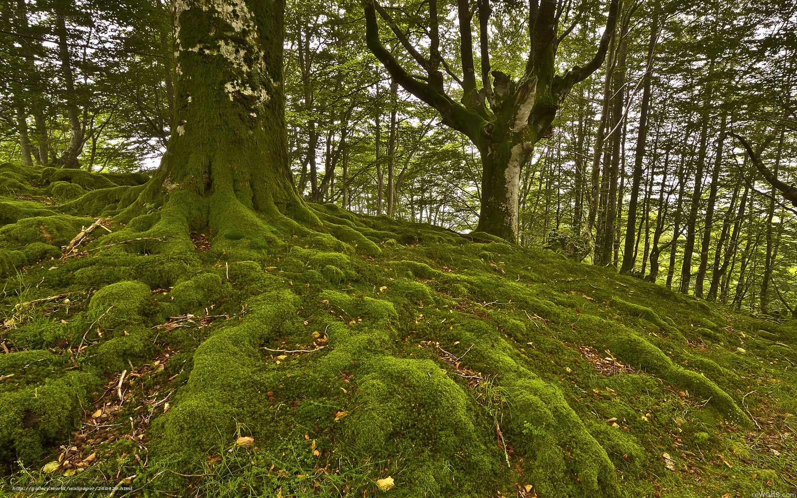 Moss-covered forest roots