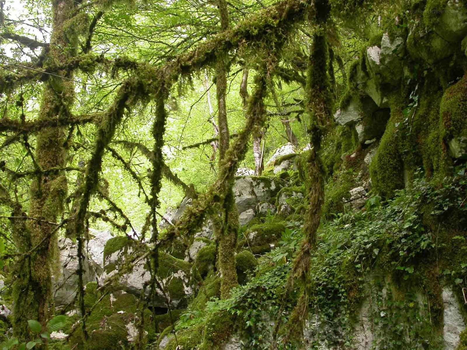 moss-covered forest scene