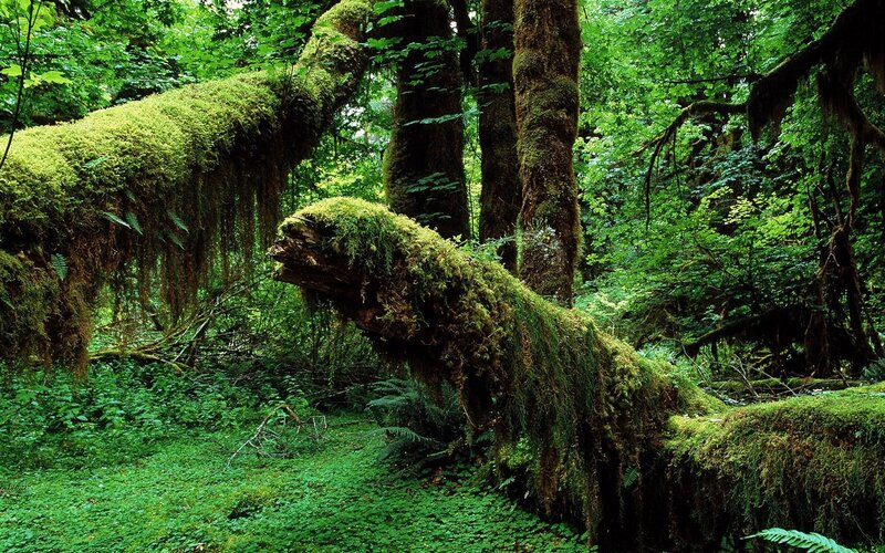 moss-covered forest scene