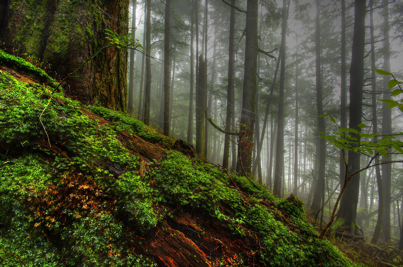 Moss-covered Forest Slope — Green, Misty, Morning