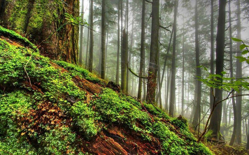 Moss-covered Forest Slope — Green, Misty