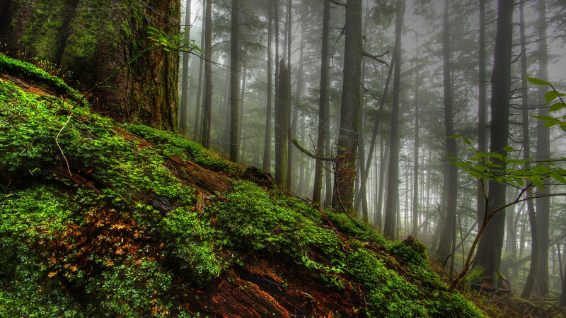 Moss-covered Forest Slope — Green