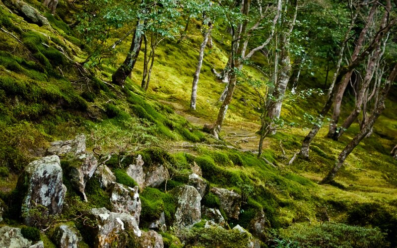 Moss-covered forest slope