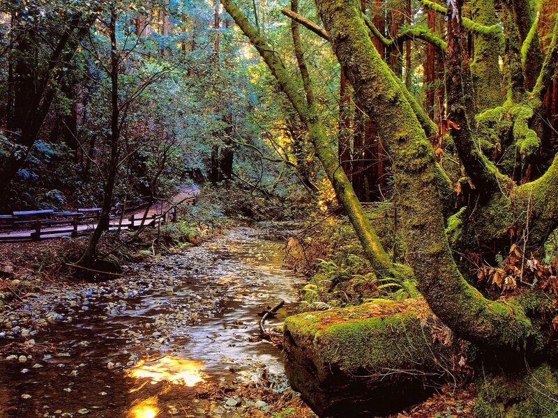 Moss-covered forest stream
