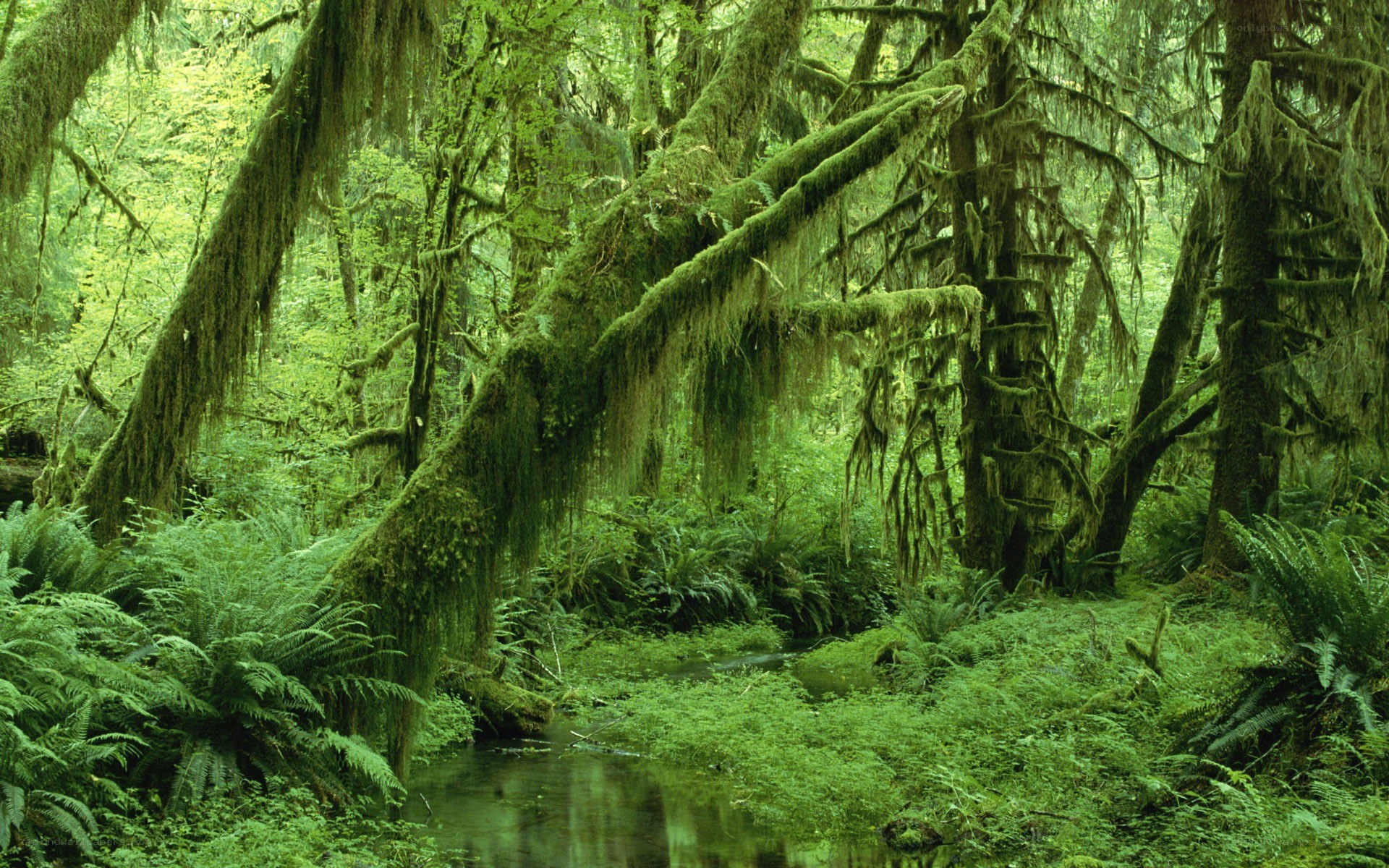 Moss-covered forest stream