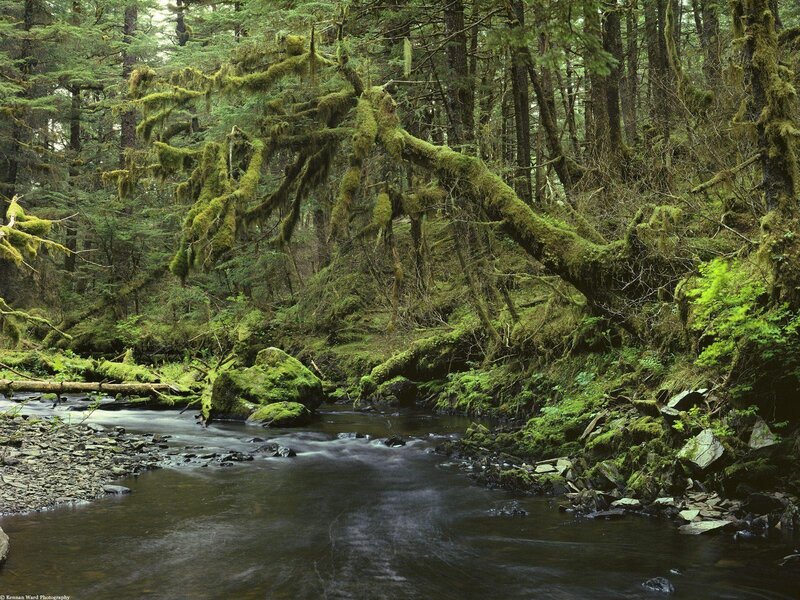 Moss-covered Forest Stream — Green, Serene, Photograph