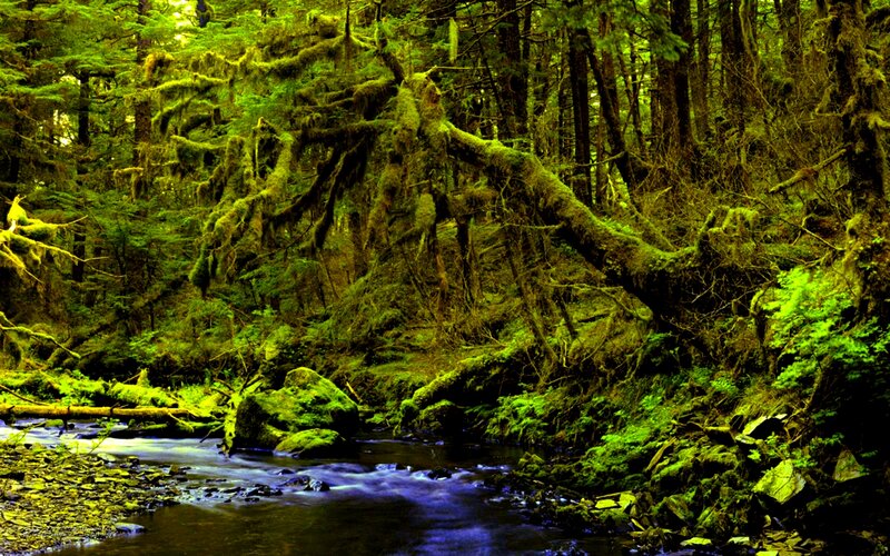 Moss-covered Forest Stream — Green