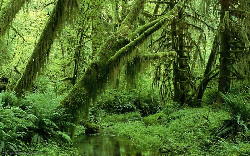 Moss-covered forest stream