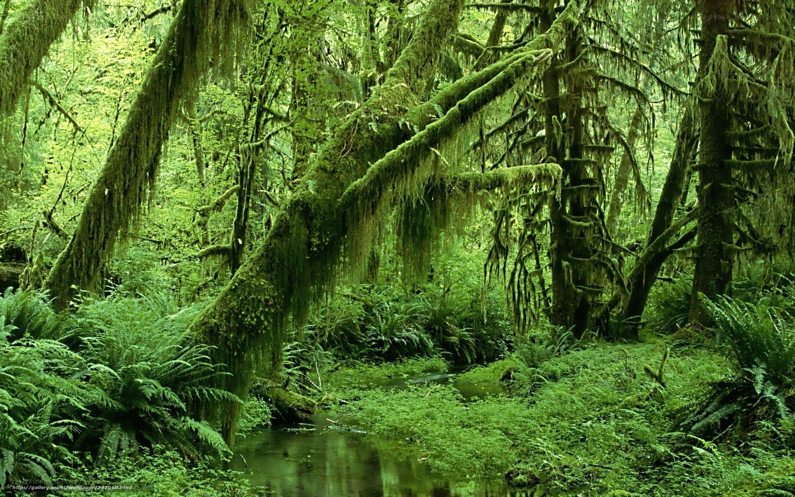 Moss-covered forest stream