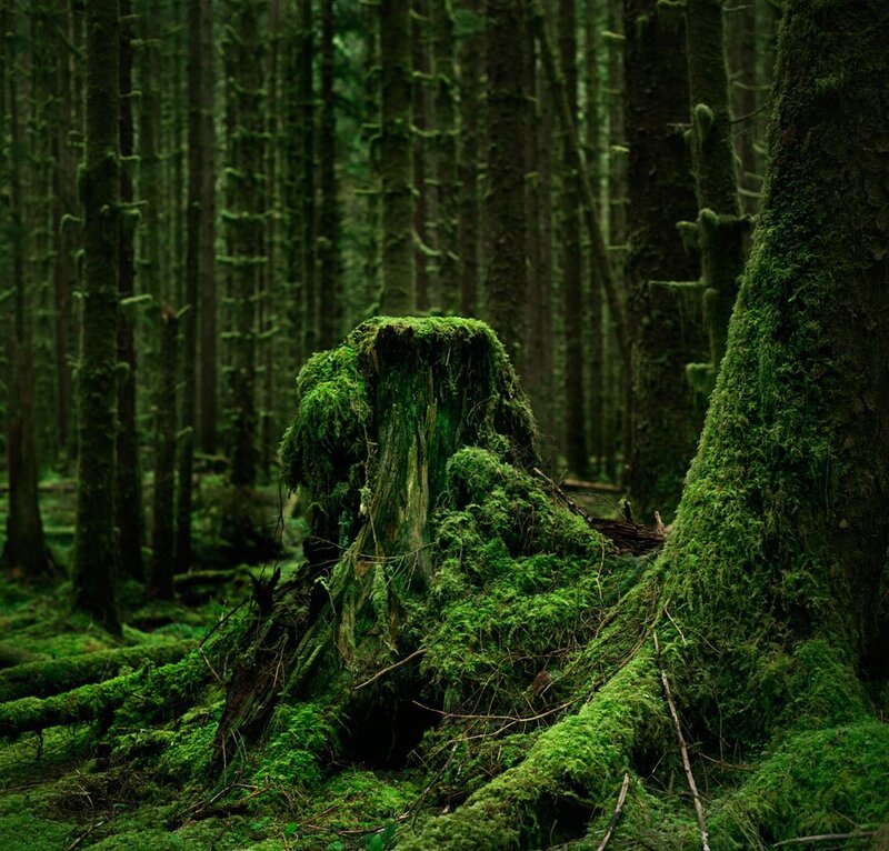 Moss-covered forest stump